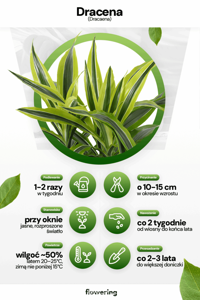 Dracena - infografika dotycząca pielęgnacji