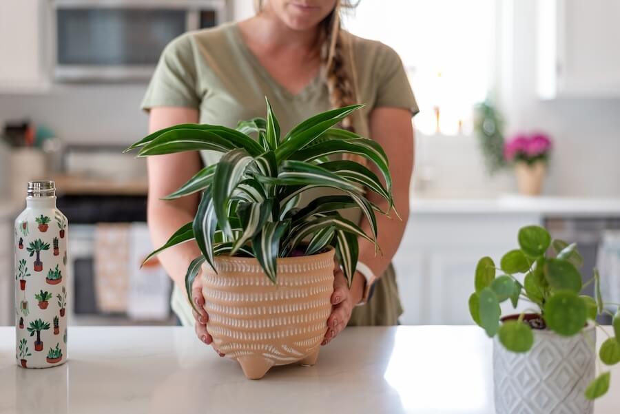 Kobieta trzymająca doniczkę z rośliną draceny