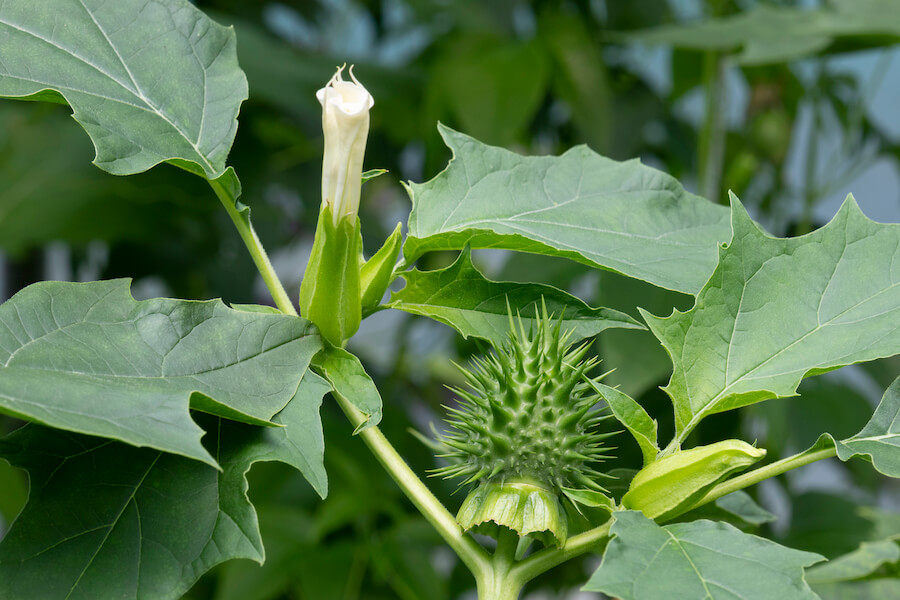 Datura w naturalnym środowisku