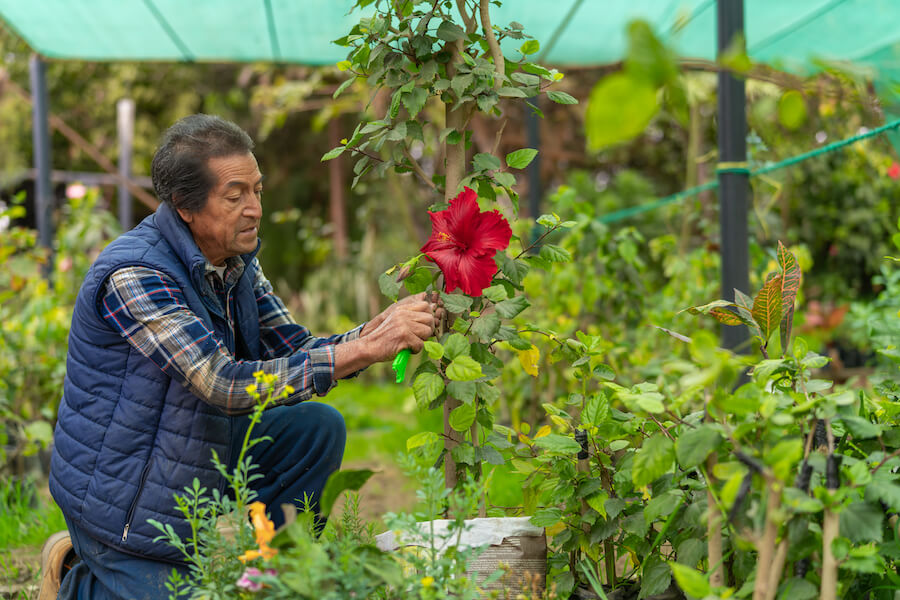 Mężczyzna pielęgnujący hibiskusa