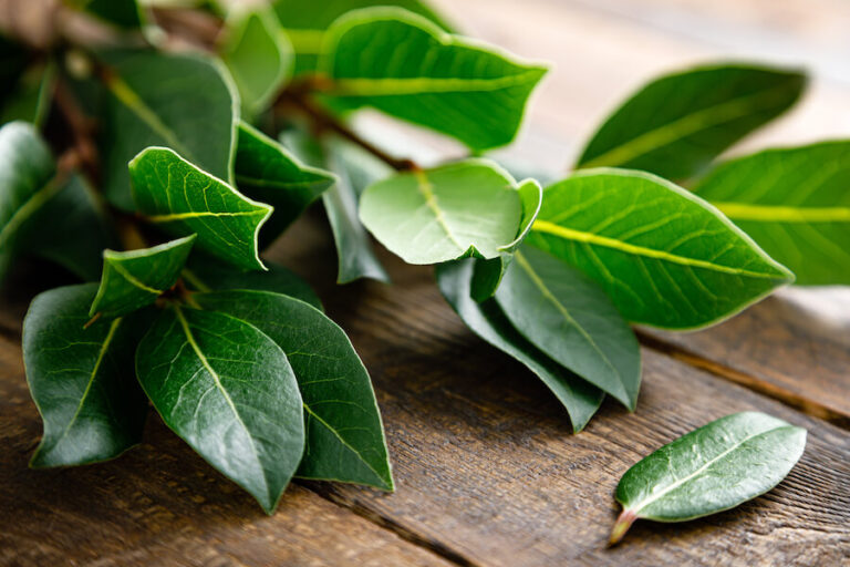 Liście fikusa benjamina