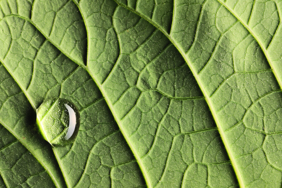 Liść pomidora z bliska