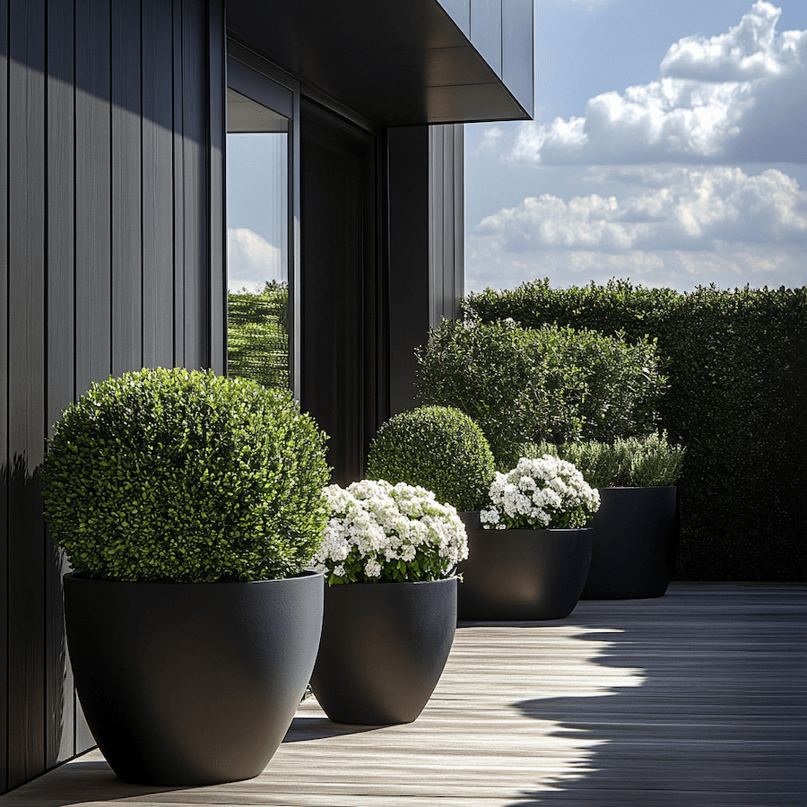 Bukszpan i biała juka przystrzyżone w donicach