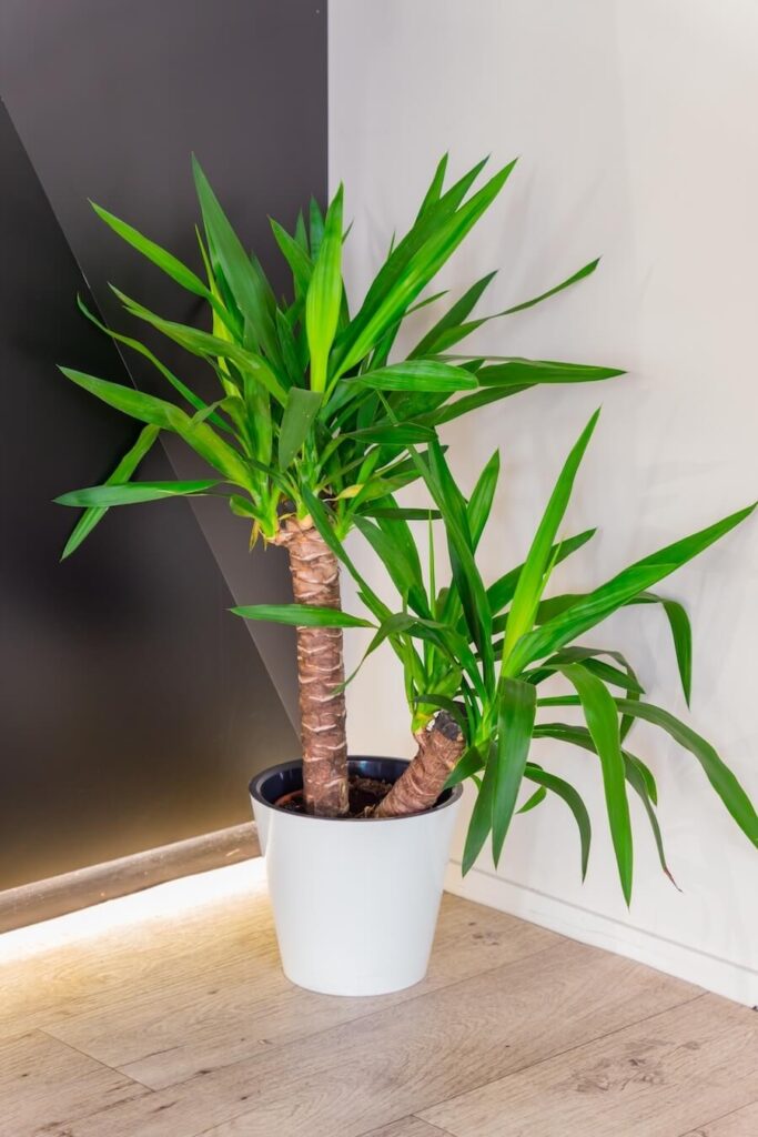 Dracena Anita