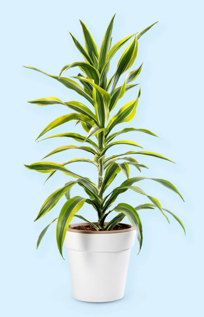 Dracena Lemon Lime