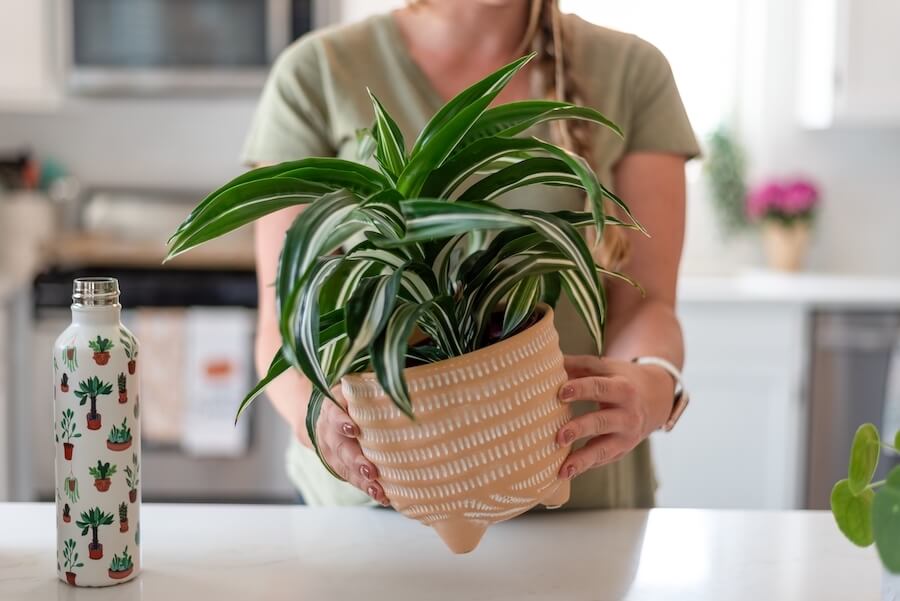 Dracena Malaika
