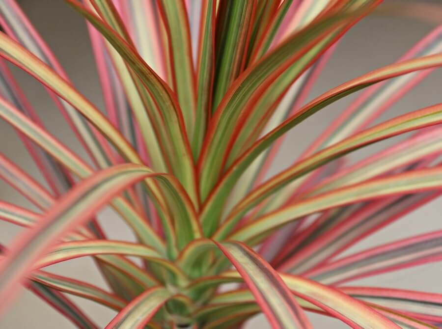 Dracena Red Edge