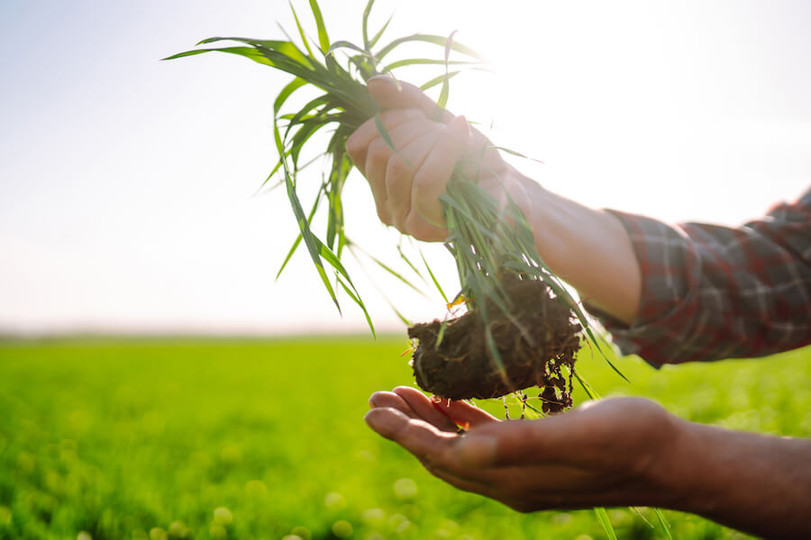 Kępa trawy trzymana w dłoniach