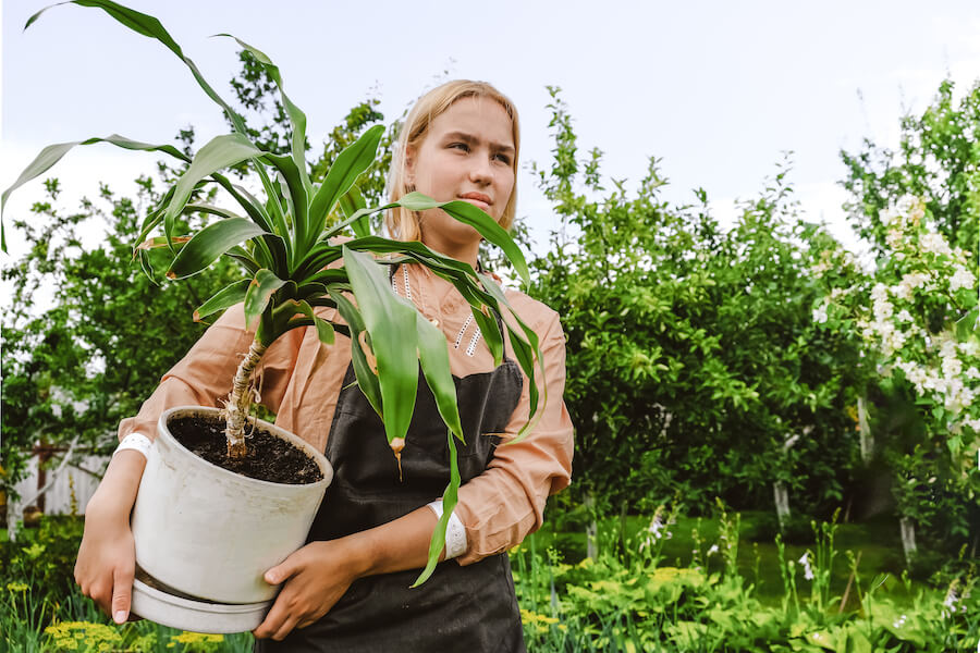 Kobieta niosąca dracenę w donicy