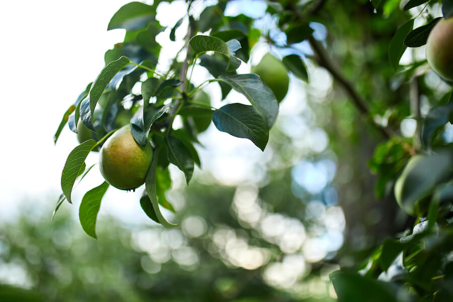 Drzewo owocowe
