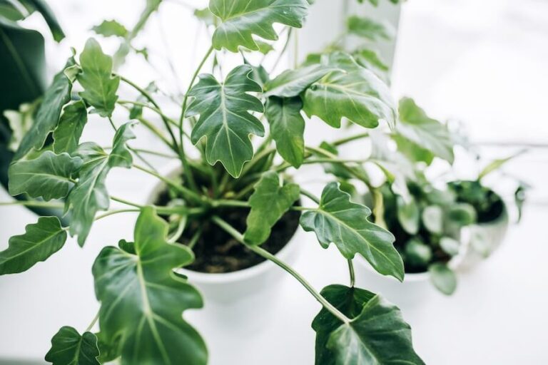 Filodendron przelany