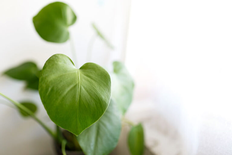 Filodendron zwijający liście