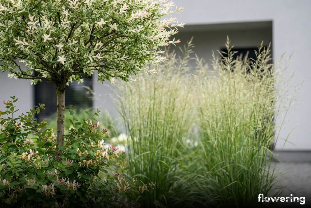 Wierzba hakuro w aranżacji wertykalnej z wiciokrzewem na stelażu i miskantami