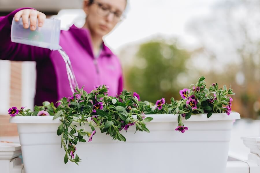 Kobieta podlewająca nawozem petunie w donicy