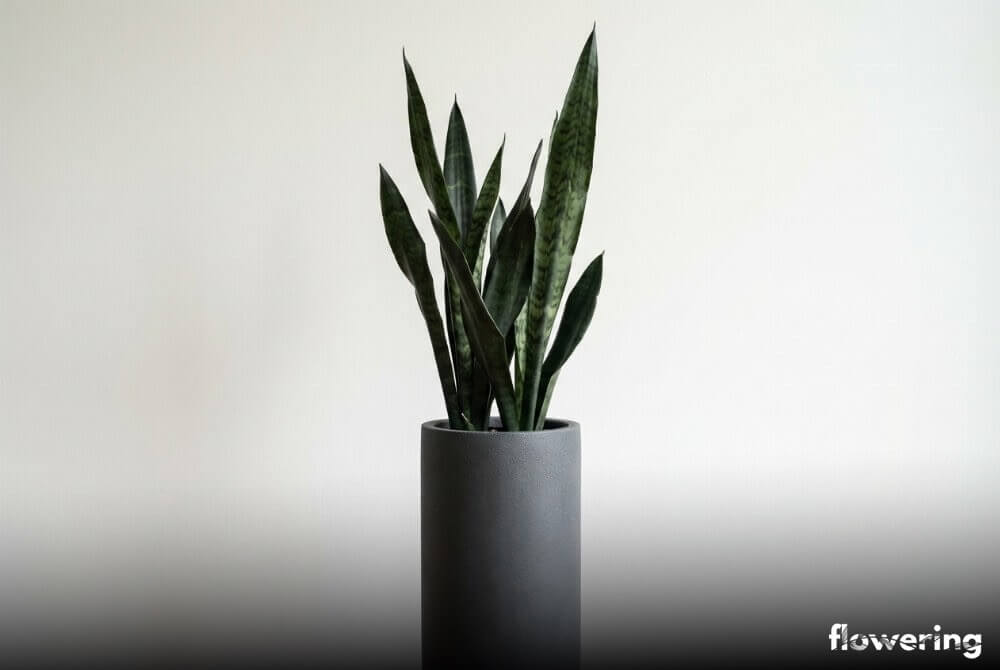 Sansewieria Black Coral w grafitowej doniczce na neutralnym, ciemnoszarym tle