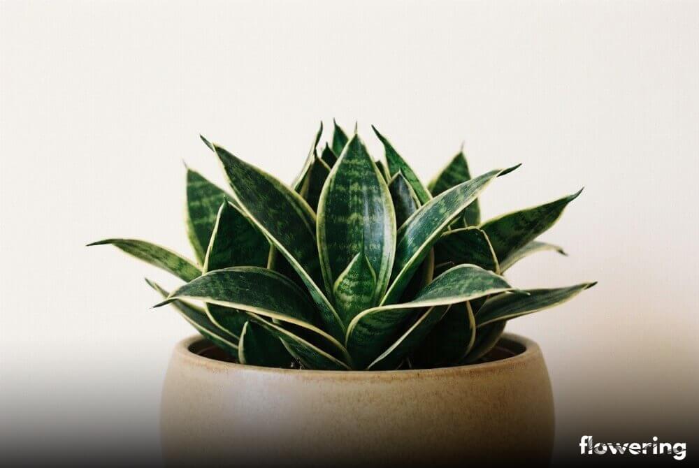 Sansewieria hahnii w piaskowej doniczce na neutralnym, jasnym tle