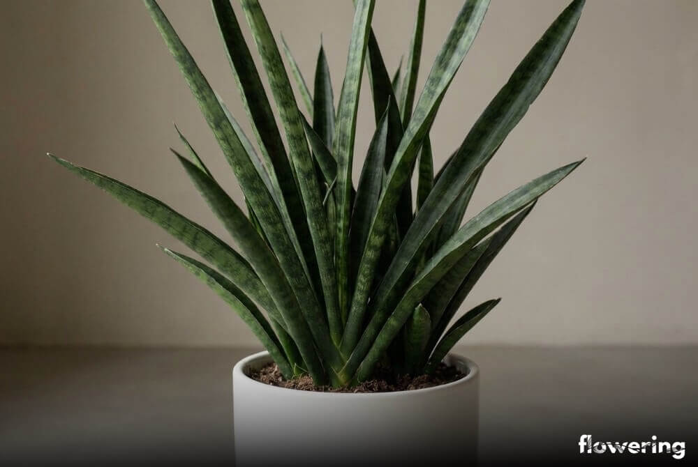 Sansewieria hiacyntowa w białej doniczce na neutralnym, jasnoszarym tle
