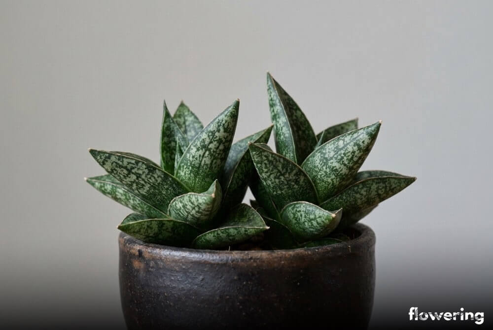 Sansewieria karłowata w małej ciemnej doniczce na neutralnym, jasnoszarym tle