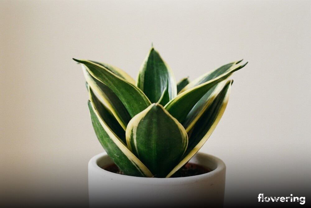 Sansewieria niska w małej białej doniczce na neutralnym, beżowym tle