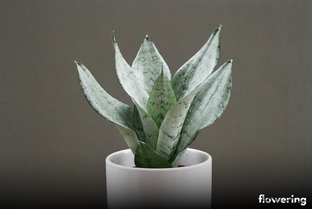 Sansewieria srebrna w białej doniczce na neutralnym, ciemnoszarym tle