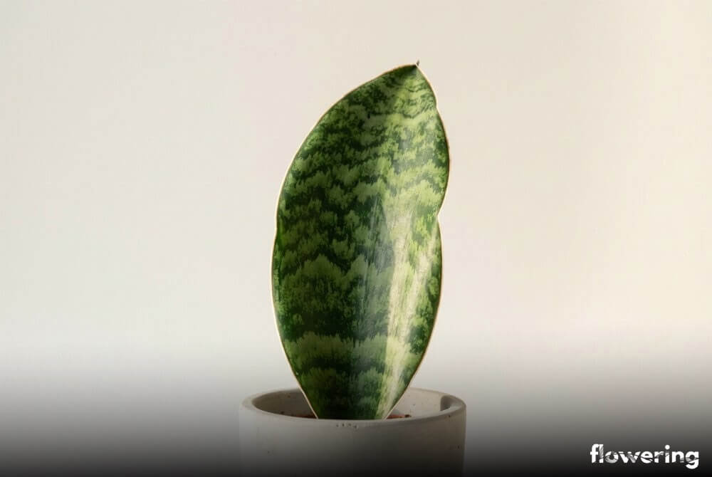 Sansewieria victoria w jasnoszarej doniczce na neutralnym, jasnym tle