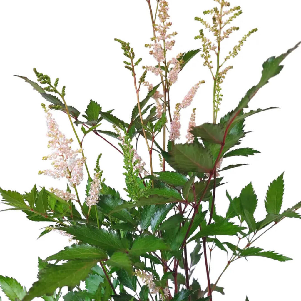 Tawułka Peach Blossom