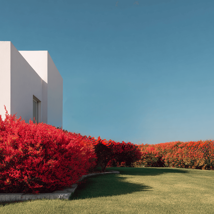 Żywopłot z berberysów w ogrodzie