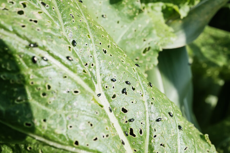 Zniszczone liście w ogrodzie