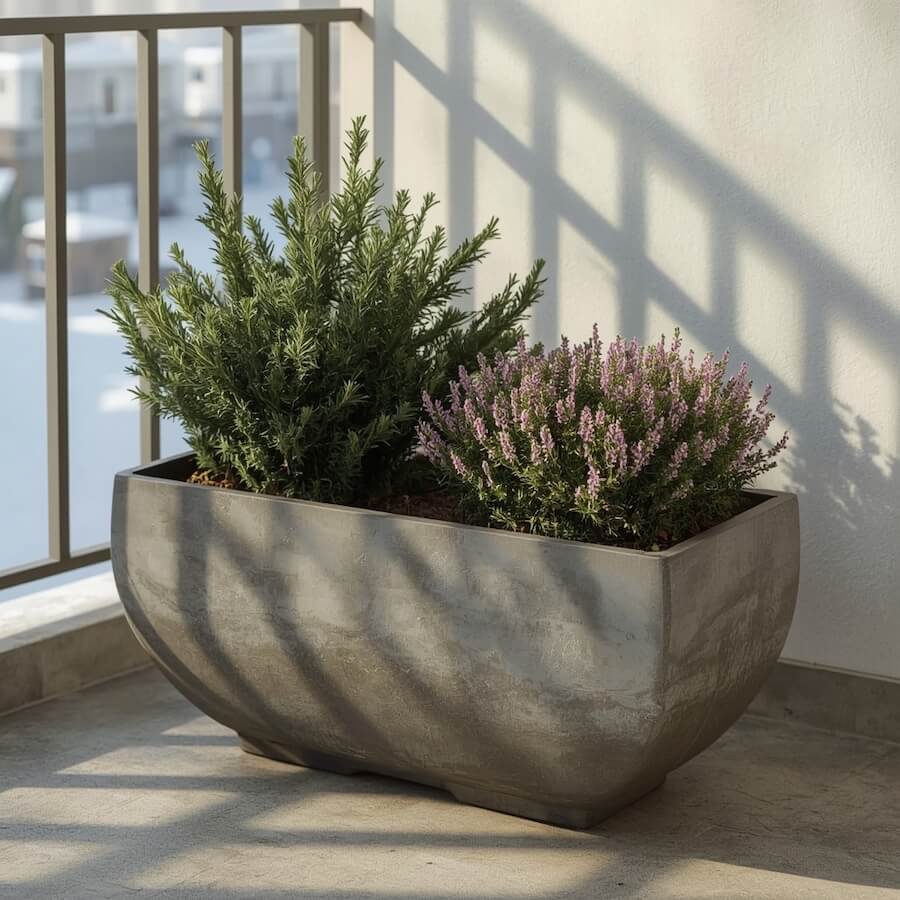 Wrzos i azalia karłowa