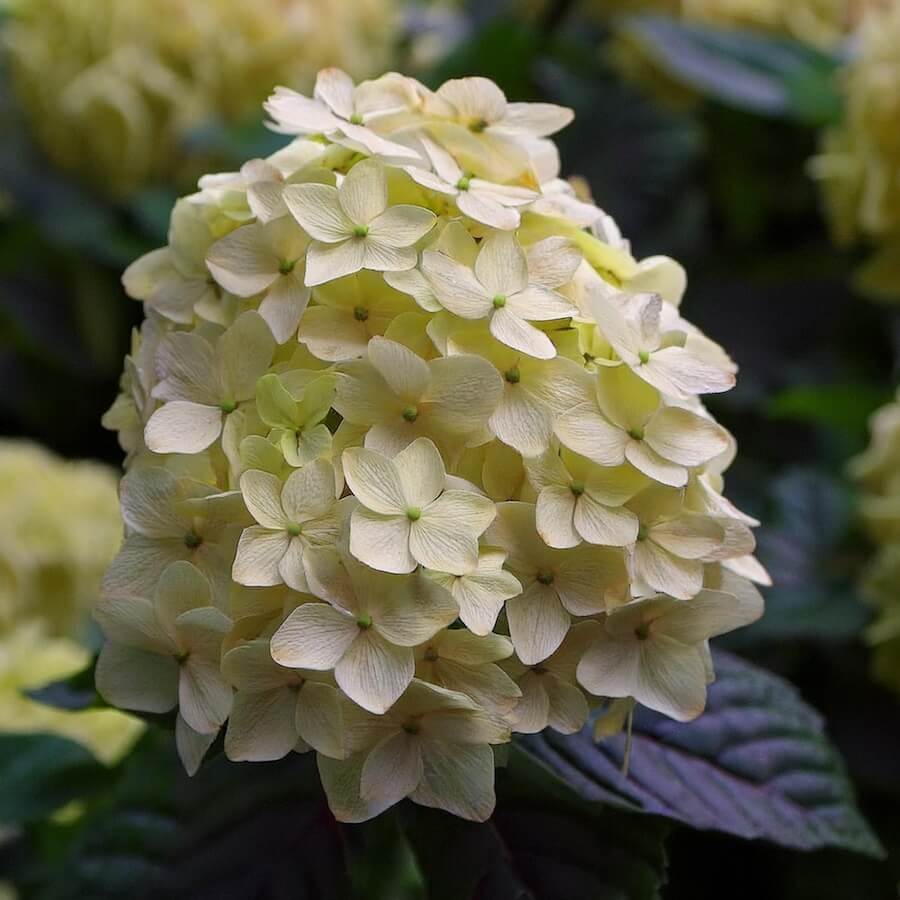 Hortensja budkietowa (Hydrangea paniculata)