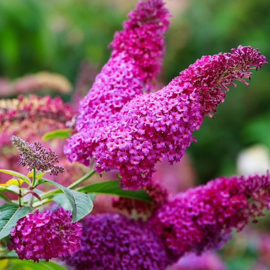 Budleja dawida różowa