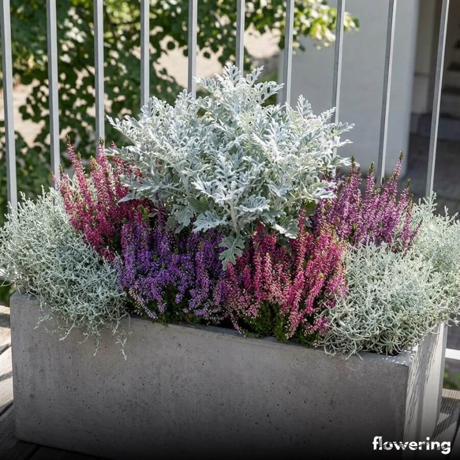 Betonowa donica balkonowa z wrzosami, starcem i zwisającym kalocefalusem o srebrzystych liściach