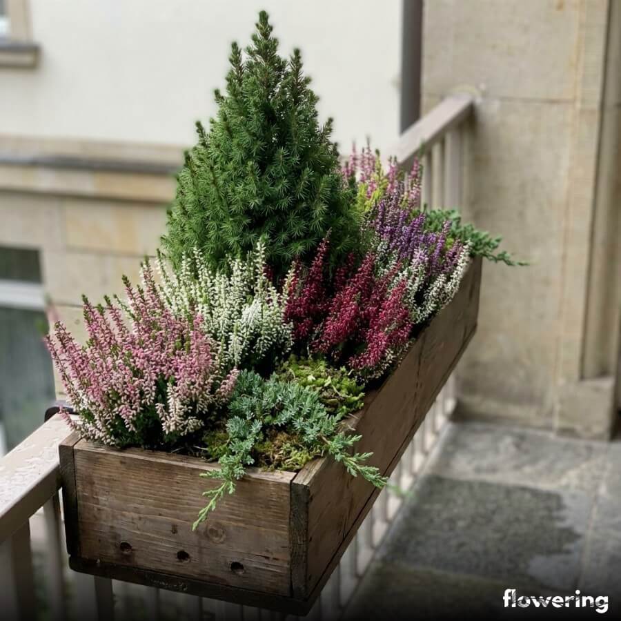 Długa skrzynka balkonowa z mini iglakiem i gęsto posadzonymi wrzosami tworzącymi kołnierz koloru