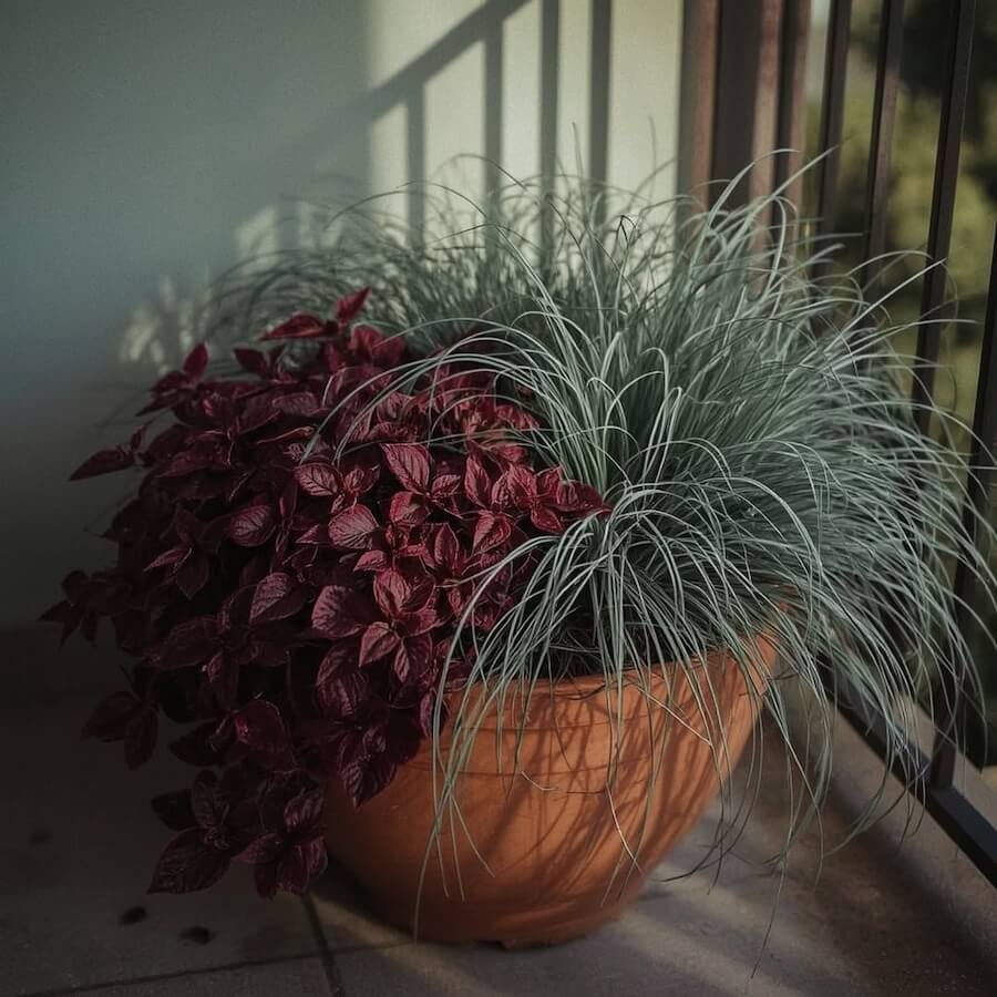 Żurawki w odcieniach burgundu i kostrzewa sina