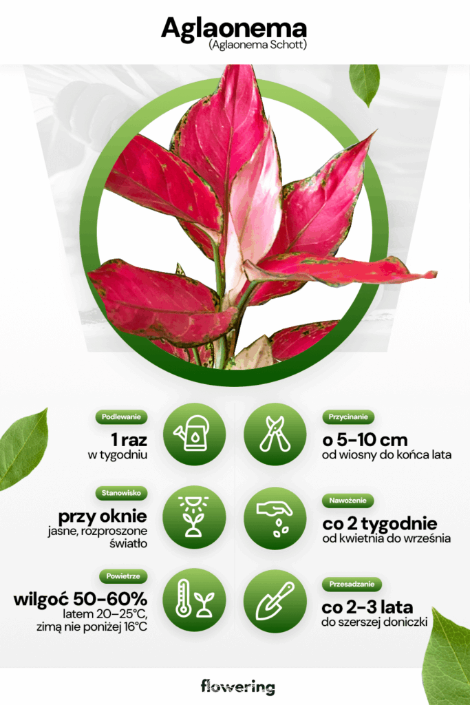 Aglaonema uprawa specyfikacja parametry wytyczne