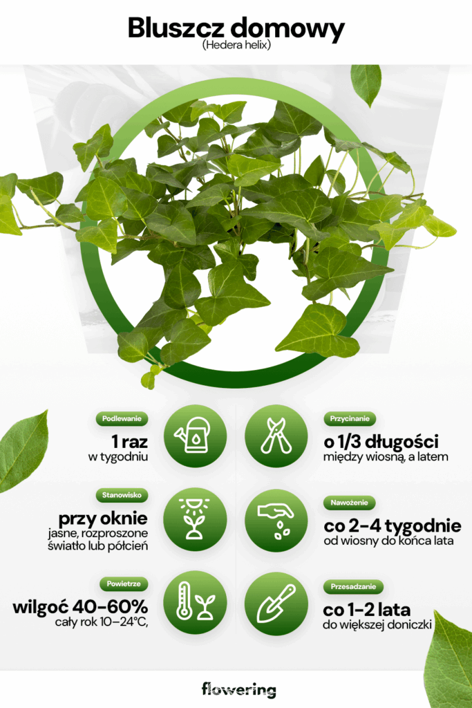 Grafika prezentująca wytyczne odnośnie uprawy i pielęgnacji bluszczu domowego