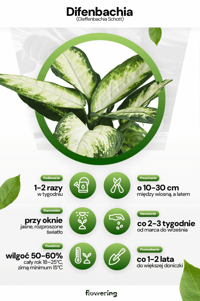 Dracena uprawa, pięlęgnacja - wytyczne na grafice informacyjnej