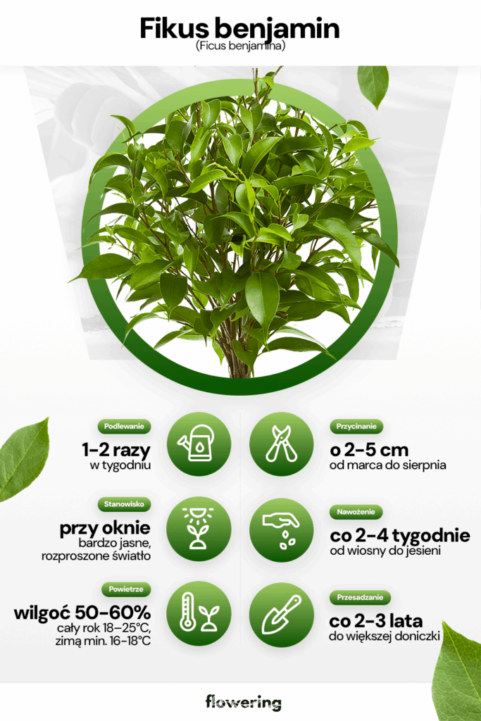 Grafika prezentująca wytyczne odnośnie uprawy i pielęgnacji rośliny fikus benjamin