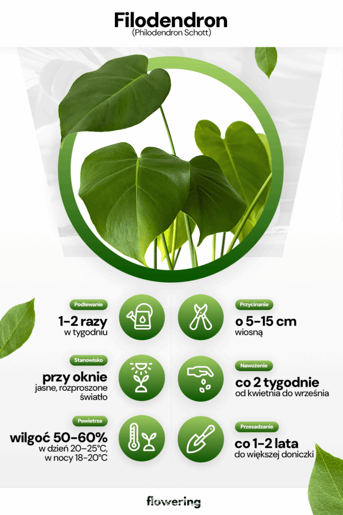 Grafika prezentująca wytyczne odnośnie uprawy i pielęgnacji filodendronu