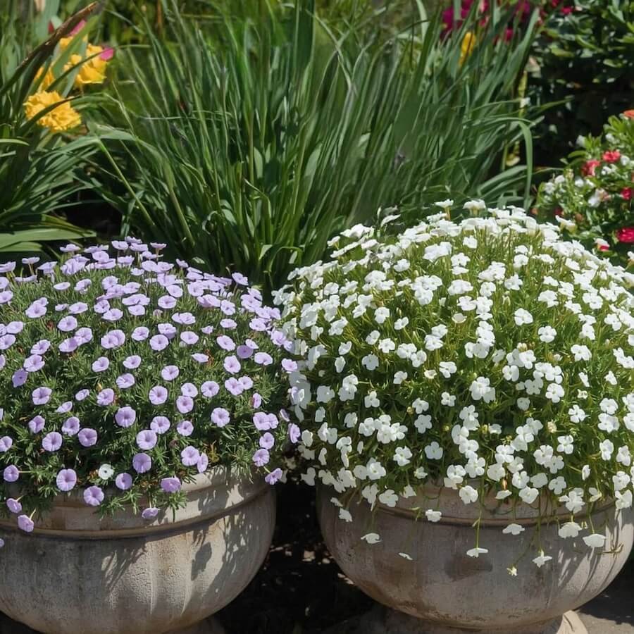 Kolorowe kwiaty w okrągłych donicach betonowych przy innych roślinach