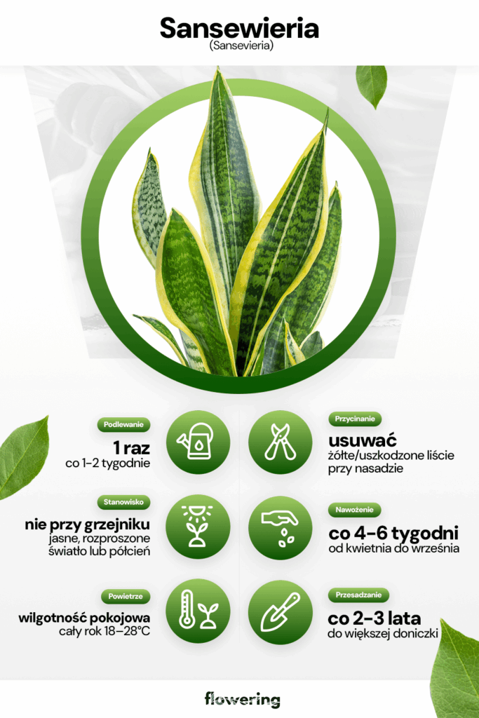 Grafika prezentująca wytyczne odnośnie uprawy i pielęgnacji rośliny sansewierii