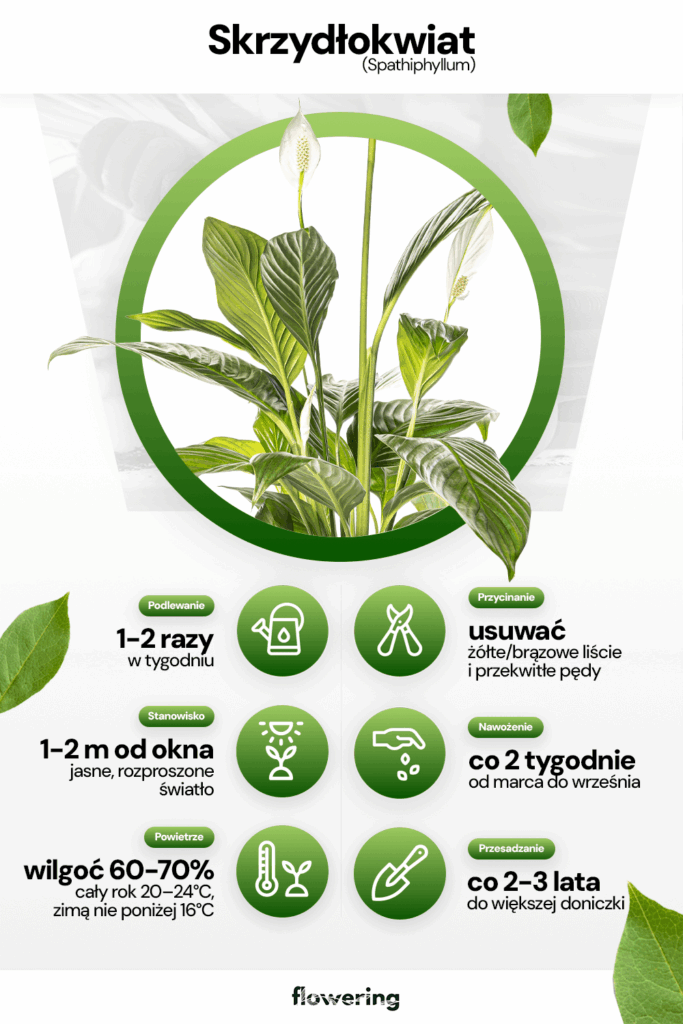 Grafika prezentująca wytyczne odnośnie uprawy i pielęgnacji rośliny skrzydłokwiatu