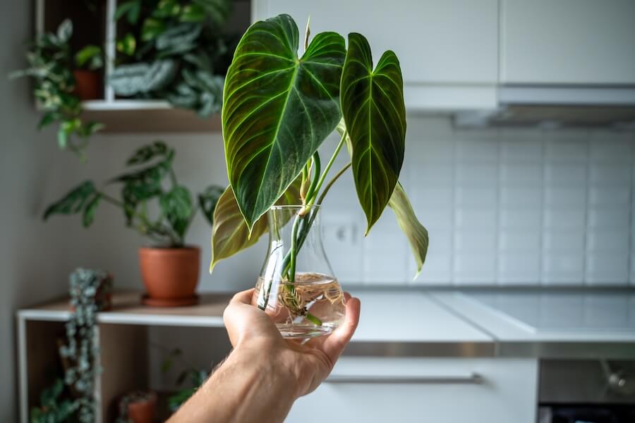 Filodendron Melanochrysum