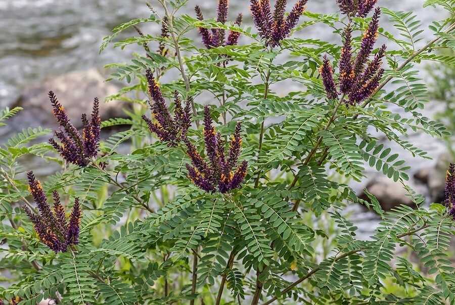 Amorfa krzewiasta (indygowiec zwyczajny)