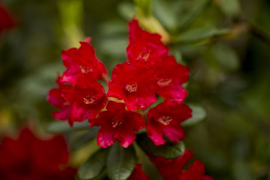 Azalia wielkokwiatowa