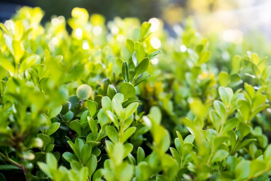 Bukszpan wieczniezielony