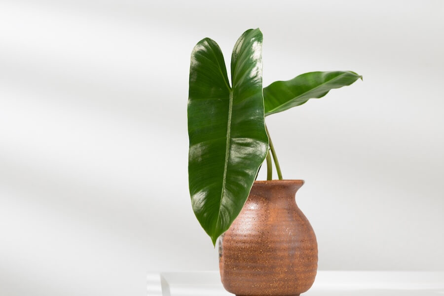 Filodendron Burle Marx