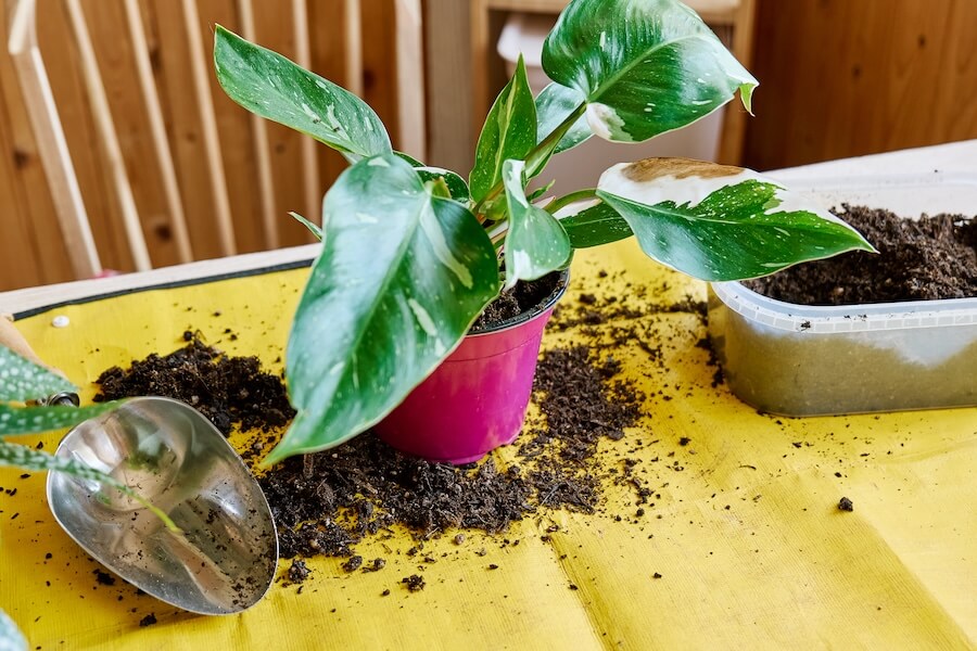 Filodendron White Princess