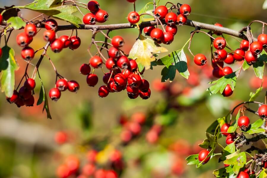 Głóg jednoszyjkowy