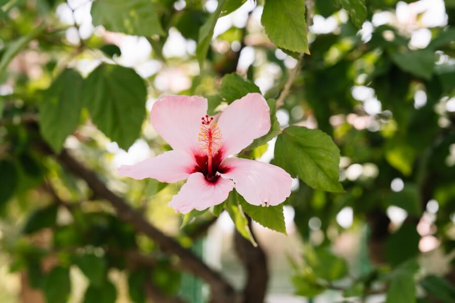 Hibiskus